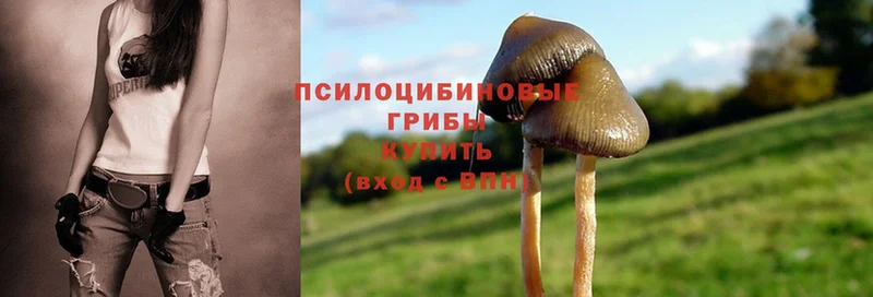 Псилоцибиновые грибы MAGIC MUSHROOMS  Ртищево 